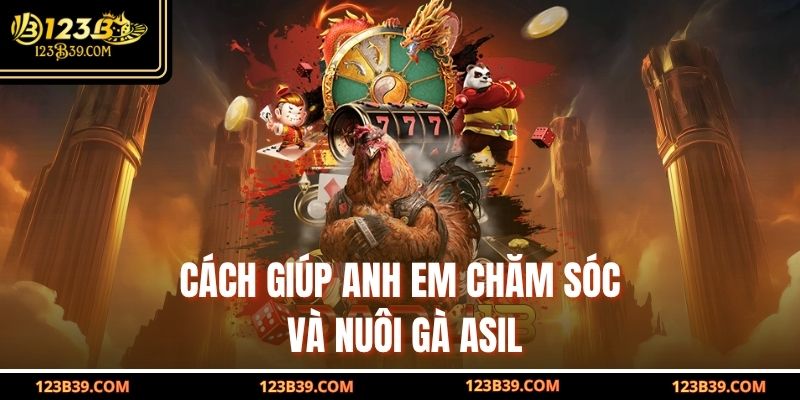 Cách giúp anh em chăm sóc và nuôi Gà Asil