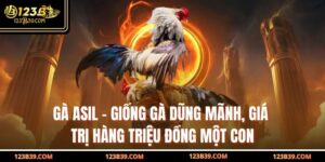 Gà Asil – Giống Gà Dũng Mãnh, Giá Trị Hàng Triệu Đồng Một Con