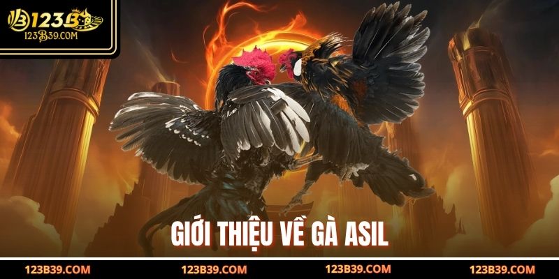 Giới thiệu về Gà Asil