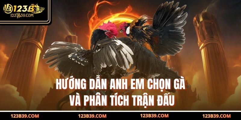 Hướng dẫn anh em chọn gà và phân tích trận đấu